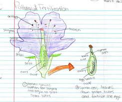 The Process Of Pollination And Fertilization Drawn By 7th Grade Student Veronica R Plant And Animal Cells Pollination Life Science