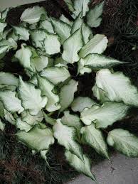 Caladium White Ruffles Caladium White Ruffles Zone 10 And 11 Soil Must Be Warm Can Be Planted In Sun To Part Sun Foliage Plants Shade Plants Plants