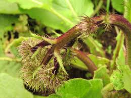 Image result for Berkheya speciosa