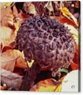 Image result for Strobilomyces strobilaceus