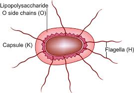 Image result for Enterobacteriaceae