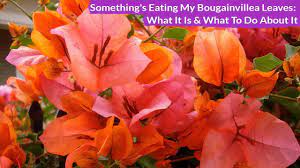Something S Eating My Bougainvillea What It Is What To Do About It Joy Us Garden Youtube