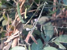 Image result for Teramnus repens