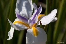 African Iris Flower Essence Self Expression Creativity Etsy African Iris Flower Essences Iris Flowers