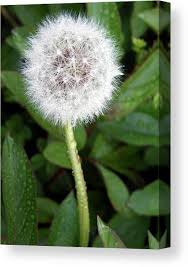 Image result for Taraxacum sp.