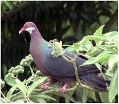 Congor hidung binatang berkaki empat, mulut binatang (kasar) conthèng coret silang; Famili Asal Usul Merpati Hias Merpati Hias Fancy Pigeon