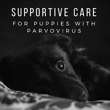 Canine parvovirus is a killer. Home Remedies For Parvo In Puppies Pethelpful By Fellow Animal Lovers And Experts