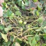 Image result for Merremia emarginata