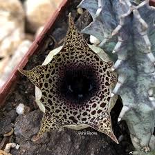 Image result for Huernia kirkii