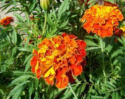 Marigold is also known for its medicinal properties. Marigold Color Wikipedia