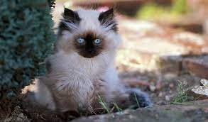 Himalayan Cat Breed Information