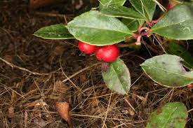 Image result for Galenia procumbens