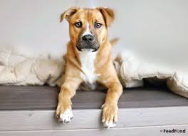 The pitbull german shepherd mix is an interesting breed. German Shepherd Pitbull Mix Dog Breed Guide For 2020 Mutt Puppies Dog Breeds Short Haired Dogs
