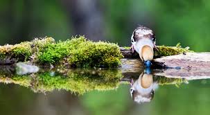 Food, water, and shelter—that's all butterflies and birds need to consider your backyard a home. How To Attract Birds To Your Backyard With Water Backyard Birds The Bird Food Store Matthews Nc