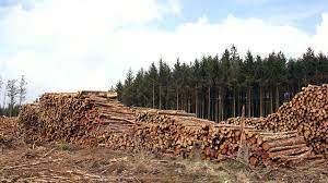 If it is an auto salvage yard, a potential customer calls to find out if the salvage yard has what it wants and if the answer is in the affirmative, the client will need to make a deposit and then come back to pick the item at a later time after the item has been taken out for the customer. How To Start A Lumber Yard Truic