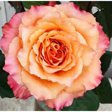 The business is owned by sallie taggart and ed carpp. Free Spirit Rose Free Spirit Rose Rose Varieties Orange Wedding Flowers