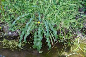 Image result for Rumex crispus