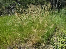 Image result for Poa