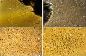 We did not find results for: Characterization Of A New Cell Line From Ornamental Fish Amphiprion Ocellaris Cuvier 1830 And Its Susceptibility To Nervous Necrosis Virus Scientific Reports