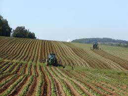 The majority of world plantation forests are monocultures with certain 532 dominant tree species, which are favoured for. Monoculture Wikipedia