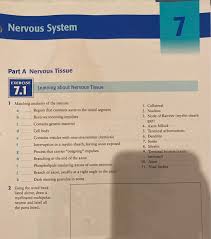 Solved Nervous System 7 A B S Part A Nervous Tissue Exer Chegg Com