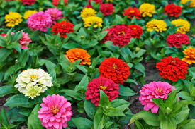 We did not find results for: Oneneighbor Blog Best Annual Flowers To Plant In North Texas