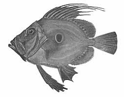 Thank you for more than 1000 subs!!! John Dory Wikipedia