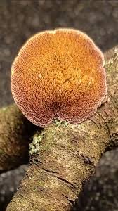 Image result for Sericorema remotiflora