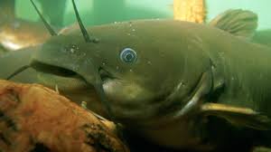 Catfish have broad, flat heads, eight whiskers (called barbels), no scales, and strong, serrated spines at the front of three of their fins. Types Of Catfish
