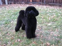 Black And White Standard Poodle Teddy Bear Cut Pin On Dogs