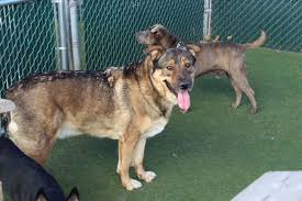 Get a boxer, husky, german i have 6 registered german shepherd puppies available located near woodstock. Dog For Adoption Doug A German Shepherd Dog Mix In Colorado Springs Co Petfinder