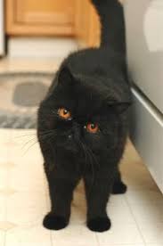 Untitled Kedi Siyah