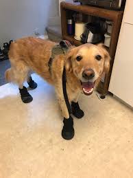 Hey! My wife and I are moving the family (still in MR) and are thinking of  getting rid of Telus. We also don't like the prices at Shaw. We are  thinking of