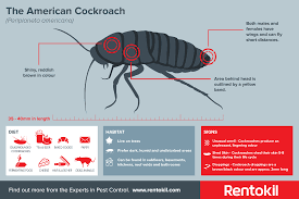 Besides that, we also have a team of experts that are specialised in pest biological studies and are certified to provide. Did You Know American Cockroaches Will Turn Cannibal If There Is A Food Shortage Follow The Link For More Facts O Pest Facts Household Pests Cockroach Control