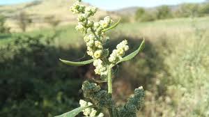 Image result for Chenopodium opulifolium