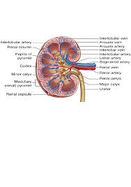 They consist of several layers: The Kidney