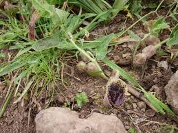 Image result for Aristolochia hockii