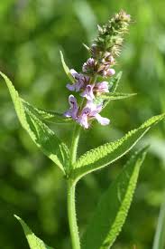 Image result for Stachys aculeolata