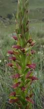 Image result for Disa brevicornis