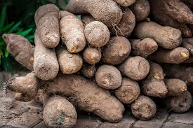 Yam Harvest