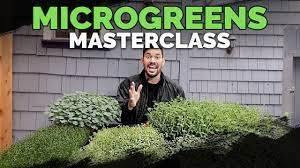 How to start a microgreen garden. How To Grow Microgreens From Start To Finish Complete Guide Youtube