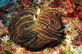 Check spelling or type a new query. Perhatian Jenis Hewan Laut Ini Berbahaya Dan Patut Kalian Waspadai