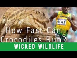 How Fast Can A Crocodile Run? Faster Than Most People!