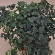 Image result for Mikania