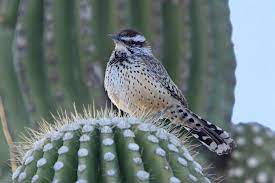 Giant saguaro, carnegiea gigantea in bloom. File Cactus Wren On A Saguaro Cactus Jpg Wikipedia