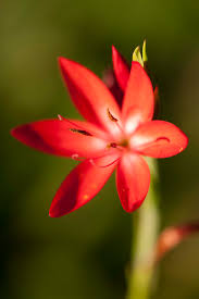 Image result for Hesperantha