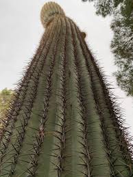 Check out our saguaro cactus plant selection for the very best in unique or custom, handmade pieces from our succulents shops. Here Today Gone Saguaro Saguaros In New Mexico