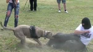 Com demo'33, released 30 january 2014 1. American Bandog Extasy Defense 10 Months Old Female Youtube
