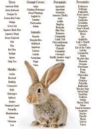 Above all, we need to know which foods are poisonous to rabbits. 13 Mochi Ideas Pet Bunny Rabbits Pet Bunny Pet Rabbit