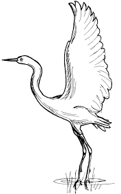 South African Blue Crane Colouring Pages Bird Coloring Pages Bird Drawings Animal Coloring Pages